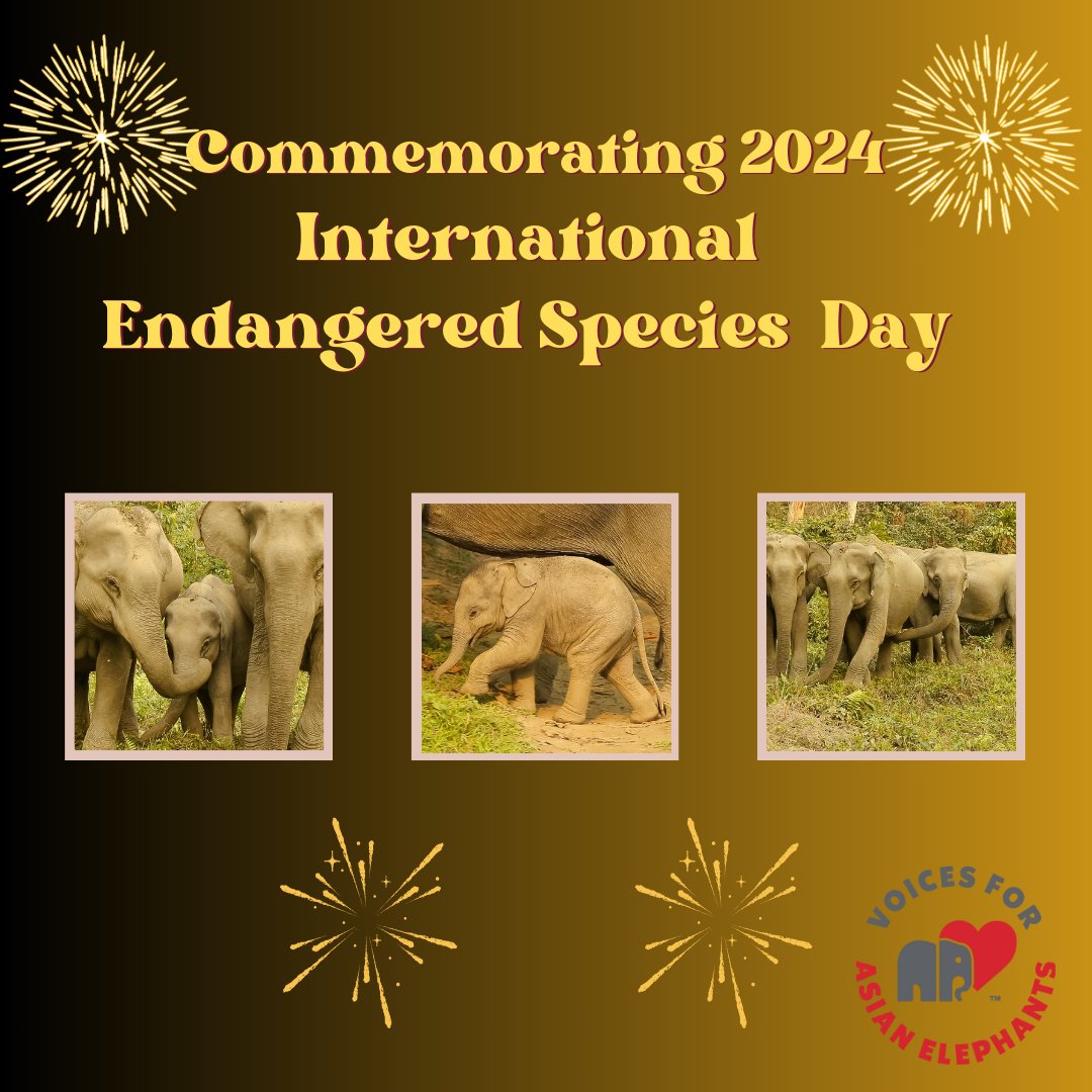🌍✨ This International Endangered Species Day, let's unite to protect our planet's most vulnerable inhabitants. 🐘❤️ 

🌿 Join us in our mission to safeguard these gentle giants and other endangered species: globalgiving.org/projects/elese…