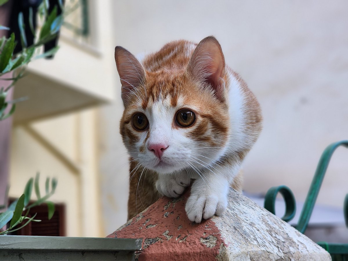In an ambush
.
.
#cats #homelesscats #straycats #lovelycats #streetcats #hungrycats #catslivingonthestreet #cutecats #猫 #고양이 #ねこ #kedi #gato #котики #ネコ #gatto #Katze #قطة #बिल्ली #γάτα