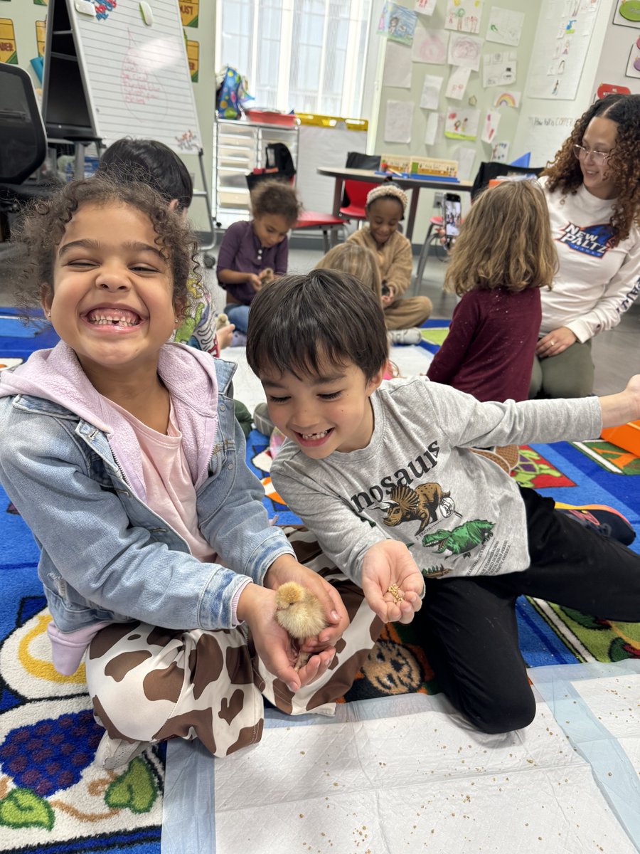 BASISIndBK's tweet image. Ms. Witherspoon shared the cutest photos of her students in Kindergarten Cu welcoming baby chicks to their classroom. After weeks of waiting, seven chicks hatched!!! As you can see, the kids were very excited. #earlylearning #science #joyinclass