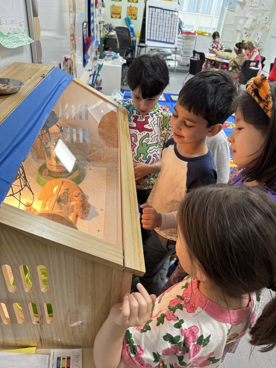 BASISIndBK's tweet image. Ms. Witherspoon shared the cutest photos of her students in Kindergarten Cu welcoming baby chicks to their classroom. After weeks of waiting, seven chicks hatched!!! As you can see, the kids were very excited. #earlylearning #science #joyinclass