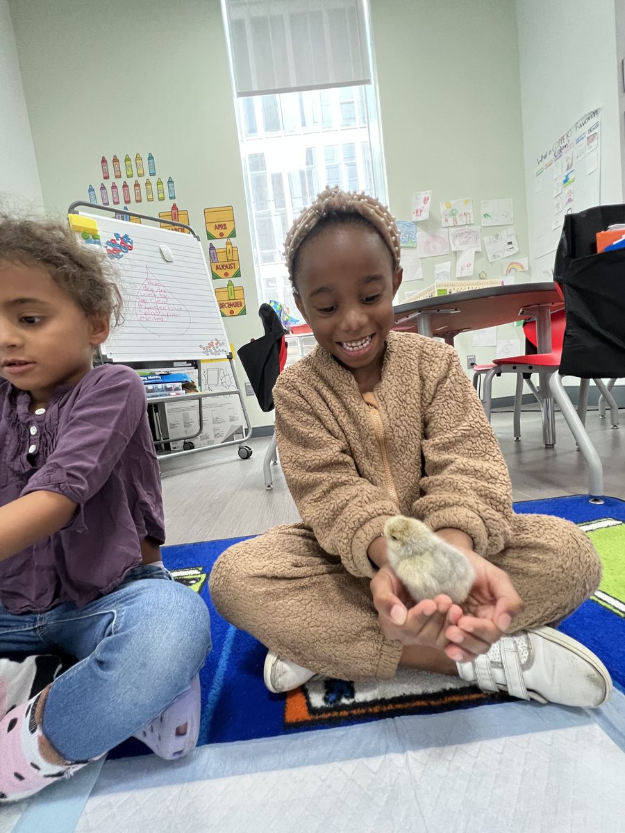 BASISIndBK's tweet image. Ms. Witherspoon shared the cutest photos of her students in Kindergarten Cu welcoming baby chicks to their classroom. After weeks of waiting, seven chicks hatched!!! As you can see, the kids were very excited. #earlylearning #science #joyinclass