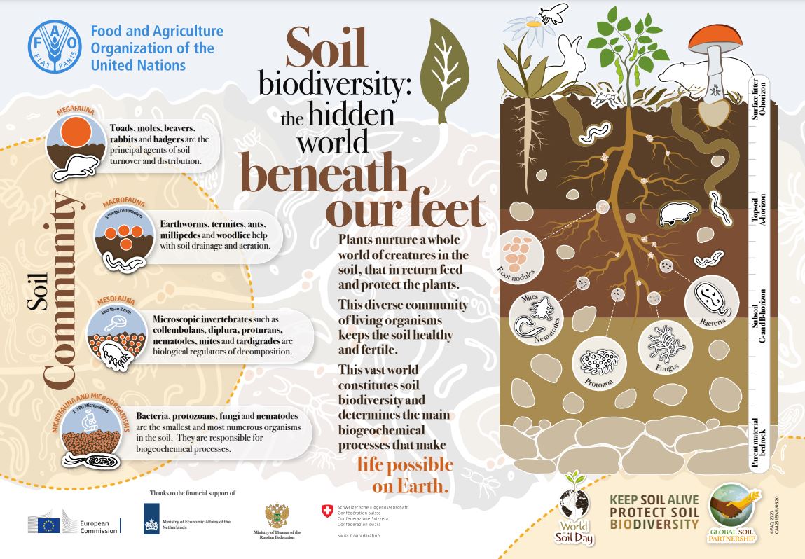 Be #PartofThePlan as we celebrate #BiodiversityDay and the tiny heroes beneath our feet that work  24/7  to support life above ground🌱

SHARE this infographic available in several languages 👉 tiny.cc/69x4vz 
#SoilBiodiversity  #SoilHealth #GlobalSoilPartnership