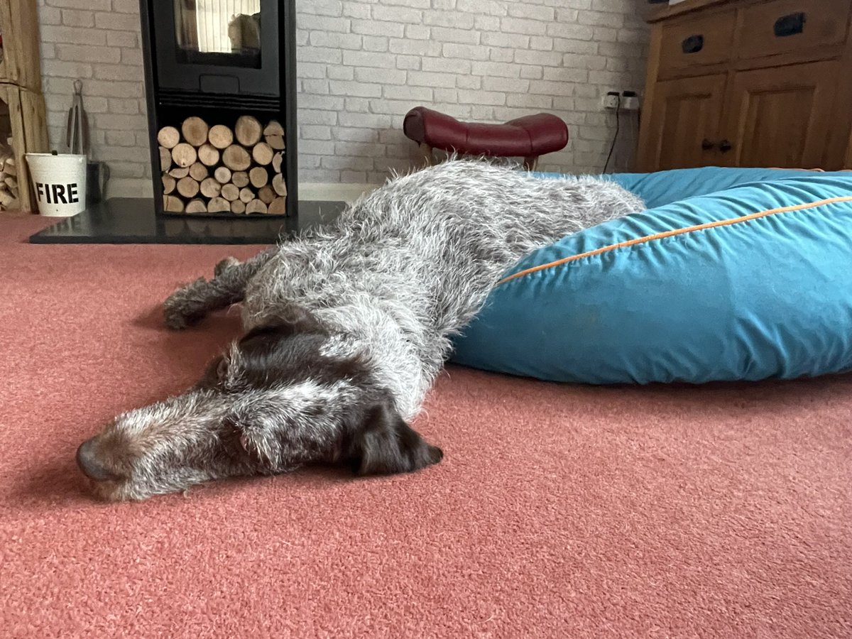 HayhurstBoo's tweet photo. Comfy…… #slinky #slinkydog #dog #dogbed @barkaparkauk #beanbag #comfy #halfon #halfoff #funny #evening #fun #dog #dogsofinstagram #dogsoftwitter https://t.co/eNJaBhk3ec