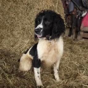 rosieDoc2's tweet photo. #SpanielHour
โ๏ธBUDDY STOLEN
missing From FARM, #Yelverton #PL20 26/12/23
Male/adult black&white #ESS
CHIPPED VERY SHY DOG
#DevonandCornwallPolice investigating
https://t.co/eDzl8LdNnn
@linda_kinnon @BitofDecorum @RachaelB100 @JacquiSaid @juliagarland73 @ruthwill64 @bs2510 https://t.co/IRGxqQUPbX