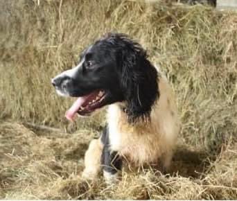 rosieDoc2's tweet photo. #SpanielHour
โ๏ธBUDDY STOLEN
missing From FARM, #Yelverton #PL20 26/12/23
Male/adult black&white #ESS
CHIPPED VERY SHY DOG
#DevonandCornwallPolice investigating
https://t.co/eDzl8LdNnn
@linda_kinnon @BitofDecorum @RachaelB100 @JacquiSaid @juliagarland73 @ruthwill64 @bs2510 https://t.co/IRGxqQUPbX