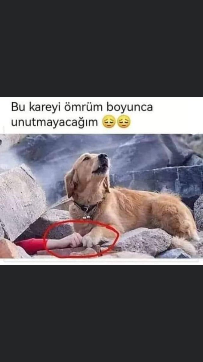 Umarım bir gün bir köpeğe muhtaç olmazsınız #SokakHayvanlarıSahipsizDeğil