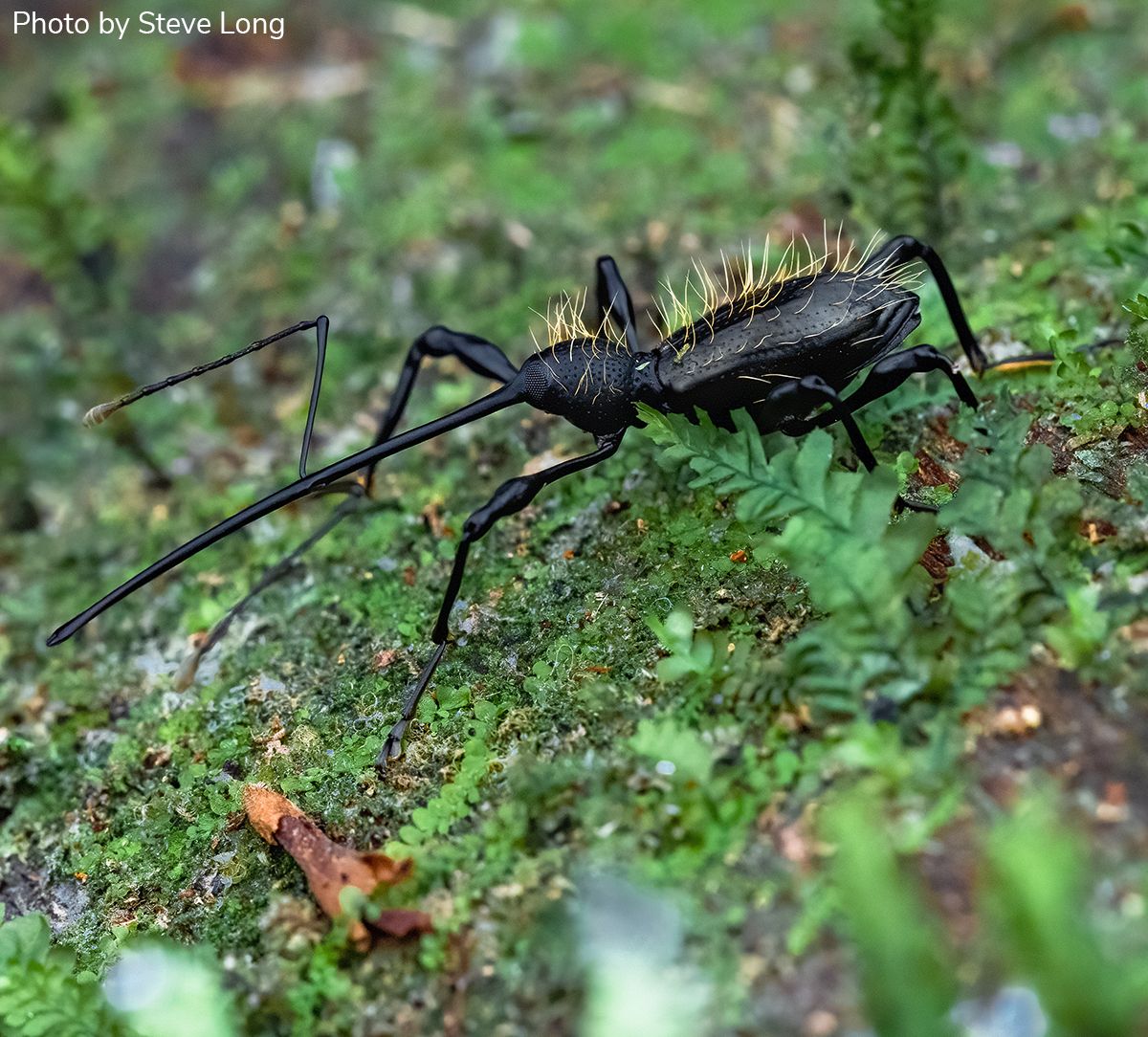 Entomological Society of America tweet media