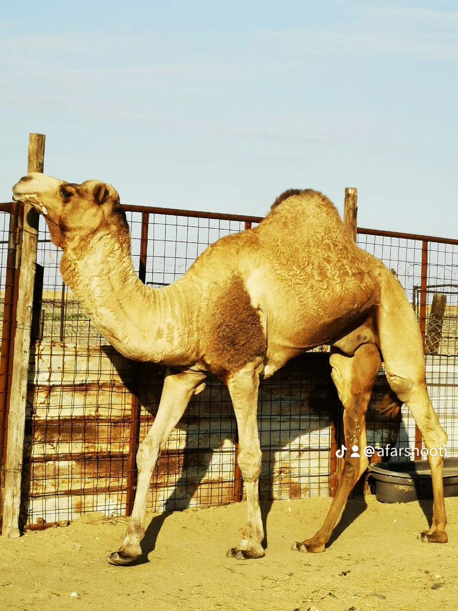 ناصي بعير ابو راهي عبدالله الفرشوطي 
ولد ناصي المختبر 
اول انتاجه ناصيه لـ عوض هلال المطيري 

youtu.be/upQ2DQZbYwo?si…
موقعه / ينبع