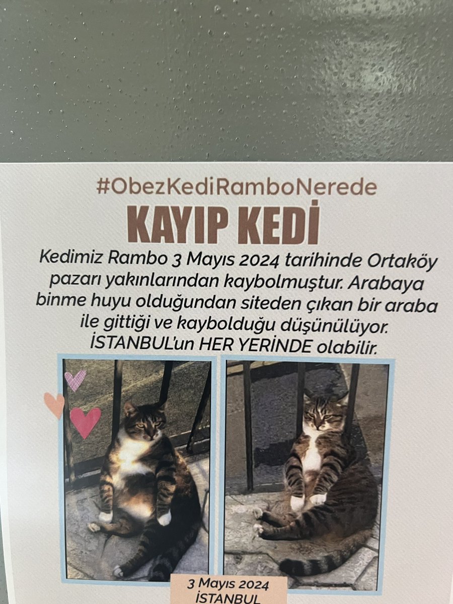 #ObezKediRamboNerede