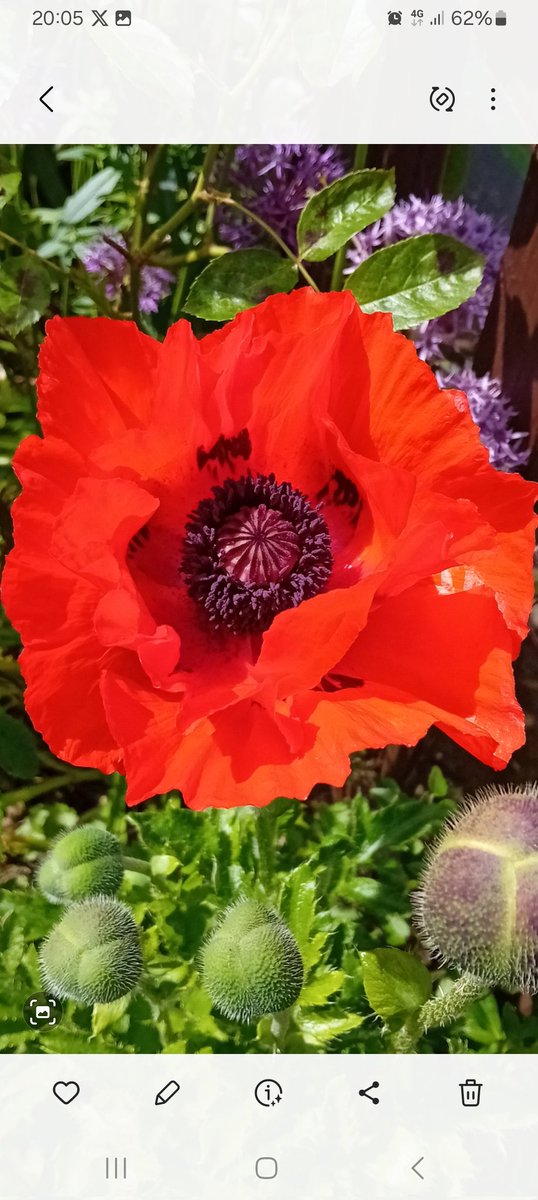 @bbcsoutheast #photooftheday 
Poppy in my front garden in Seaford