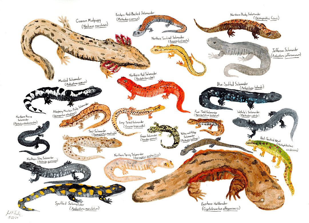 I painted every salamander species from my home state of Pennsylvania!