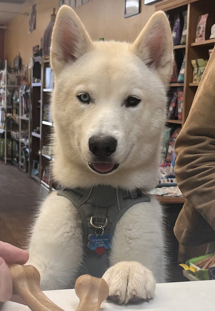We love when Kobe visits!! Kobe is an Iowa City Animal Care &amp; Adoption Center alumni, and he is just the sweetest! 🐶❤️