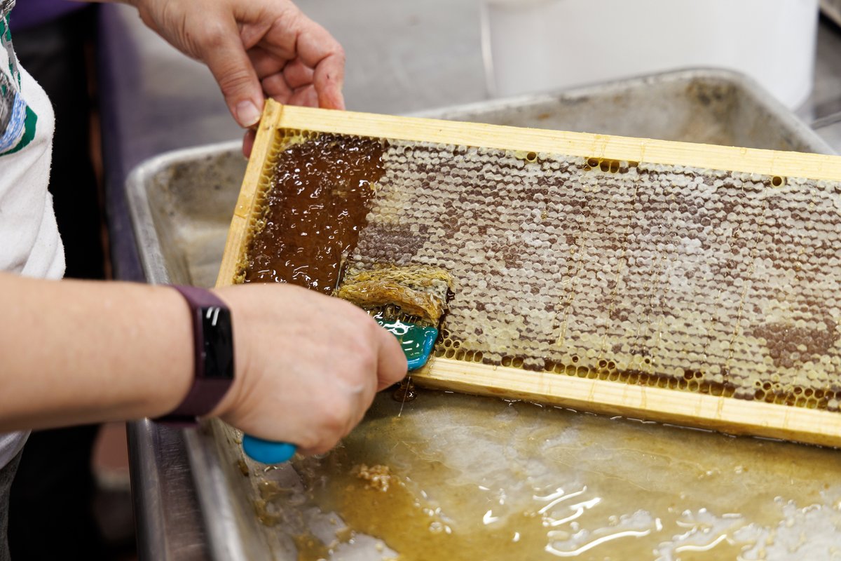 Celebrating World Bee Day with a rooftop apiary hosting 600,000 honeybees at a city hotel since 2008. Our guests enjoy 450 lbs of honey harvested annually – a locally produced golden treat!

Learn more at bit.ly/4bqKG8d!
