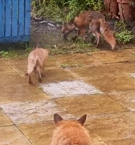 Evening All ☺️ I haven’t seen the fox cub for a few days but tonight the whole family of foxes popped in for a little snack 🦊 The cub is a boy, any suggestions on a name for him? #MHHSBD