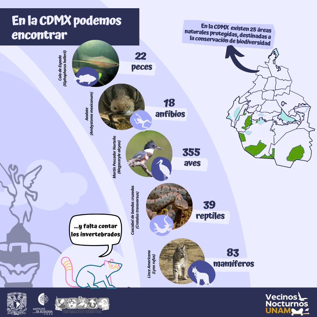 En la Ciudad de México dominan los caminos de concreto y edificios, pero aún podemos observar gran diversidad de animales; en parte, gracias a que contamos con diferentes ecosistemas que permiten su sobrevivencia.

#BiodiversityCrisis  #FelizMiércoles #BiodiversityLoss