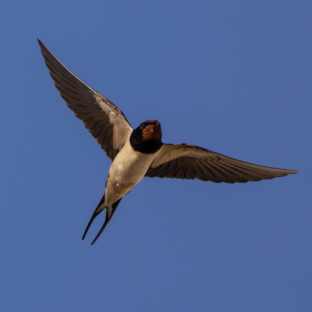 Have you spotted any swallows yet? Look out for them performing aerial feats as they catch insect-prey on the wing. Key features to spot are long forked tail, pale underside and dark-looking throat and face. 📷 Jon Hawkins Surrey Hills Photography northwaleswildlifetrust.org.uk/wildlife-explo…