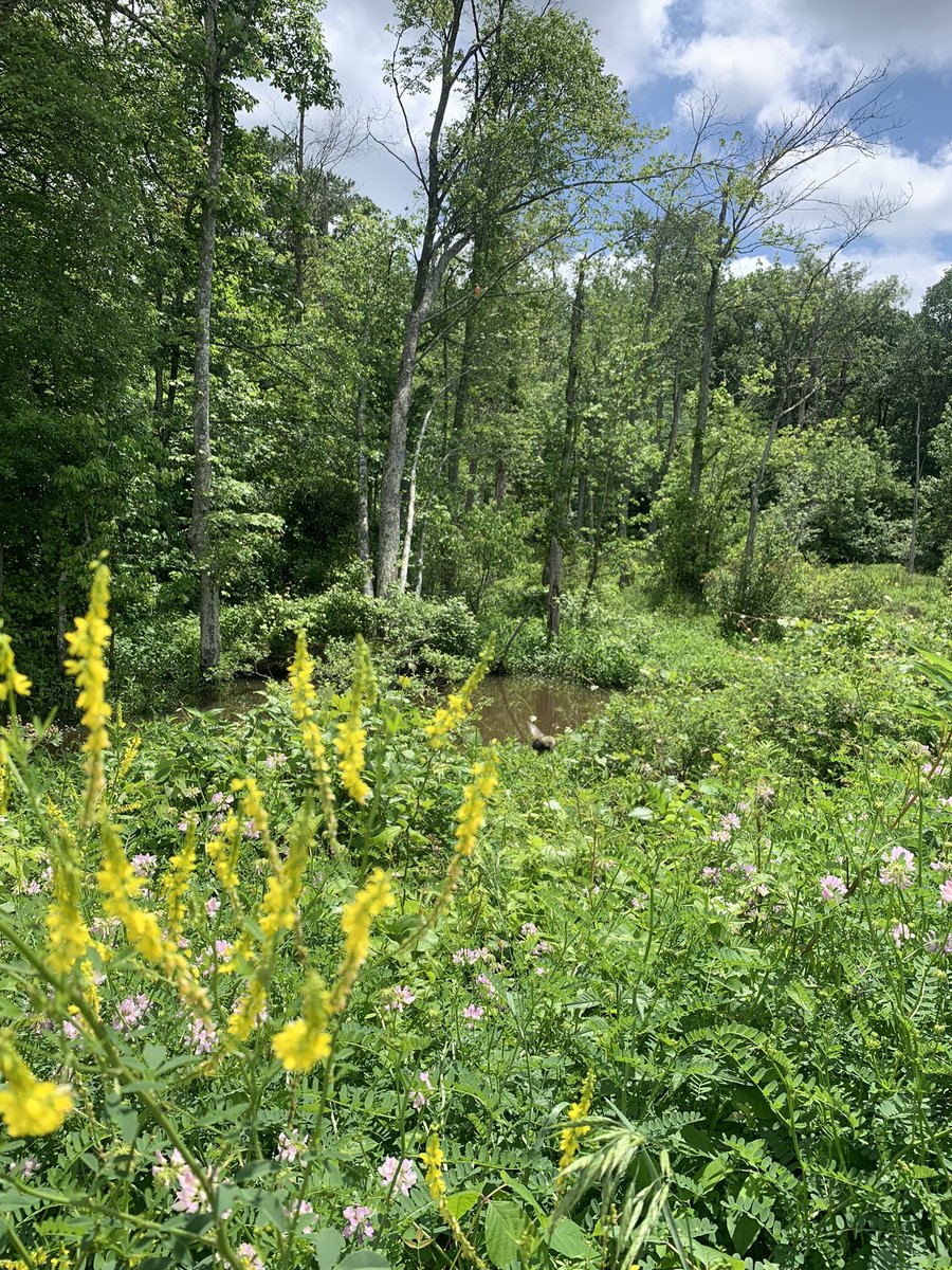 marsh appreciation !