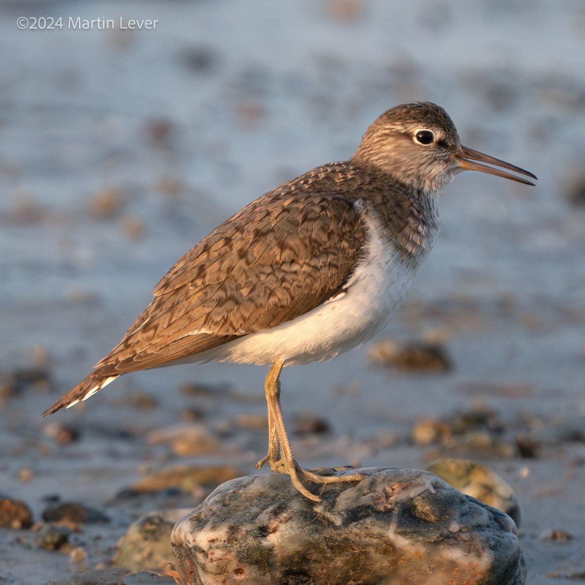 #CommonSandpiper, first light at Ettrick Bay, #Bute.