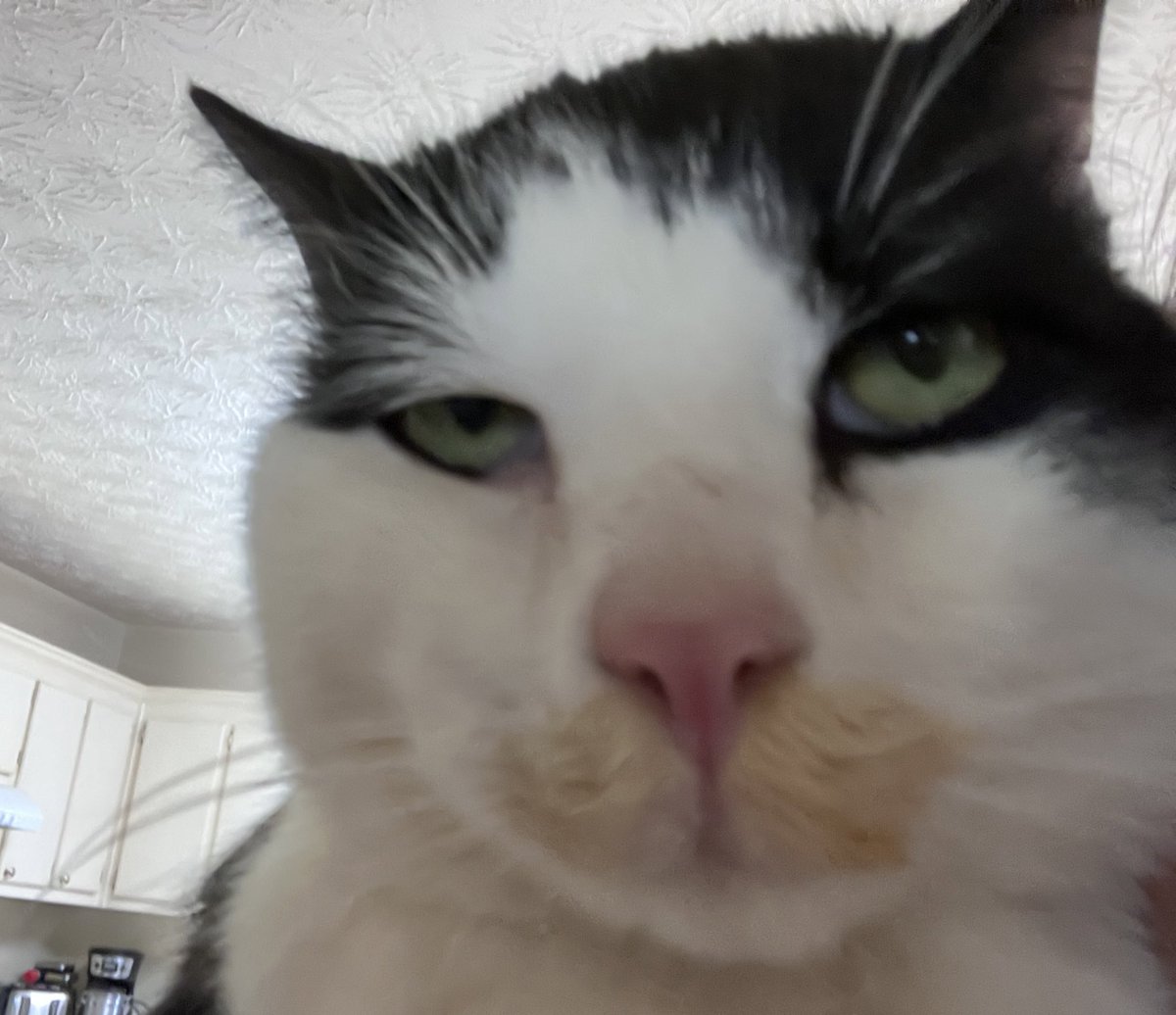 bitterestaboo's tweet photo. @atlascest_ Hes  just big and greedy wdym https://t.co/sp9ySTePXm