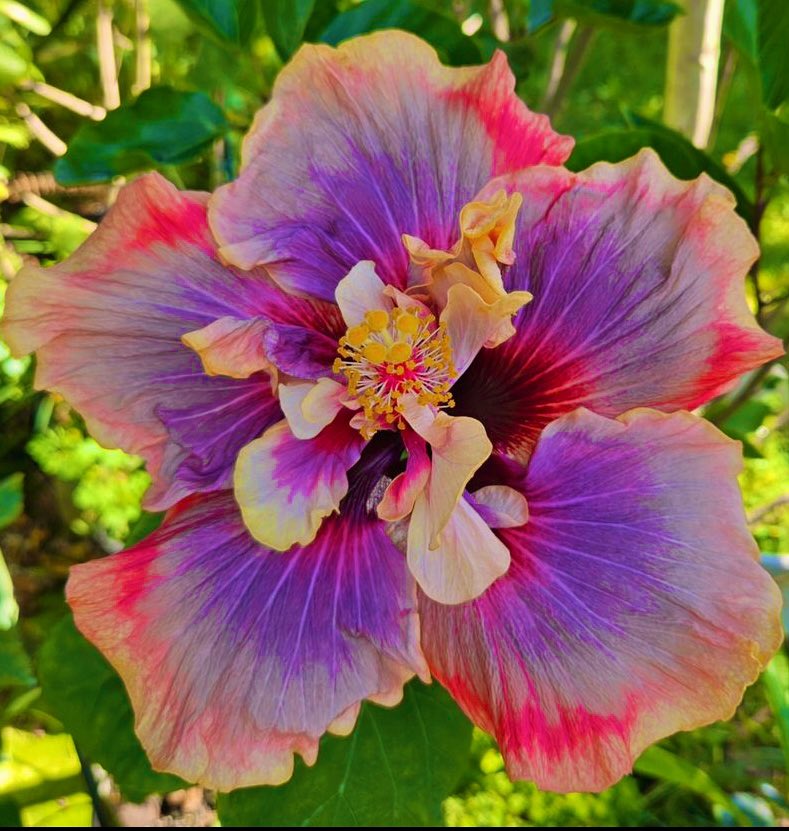 All hail the king, its royal highness Hibiscus 'Crown Jellyfish'👑