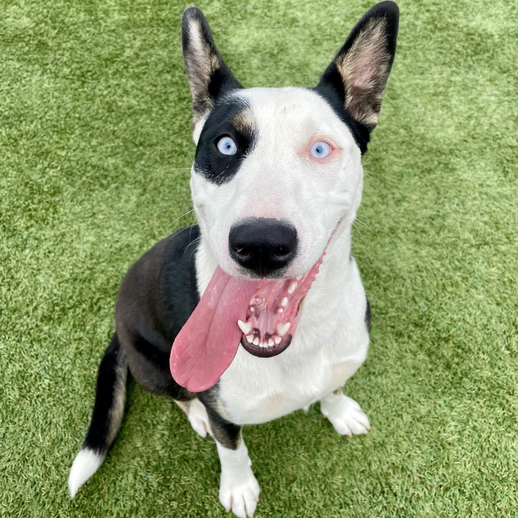 This sweet girl is Indigo! She is a spunky 8-month-old pup who gives you a balance of an energetic partner and a cuddle buddy. She shows love to everyone she meets and would make a great addition to any home. Come meet Indigo today! tinyurl.com/29qgc72g