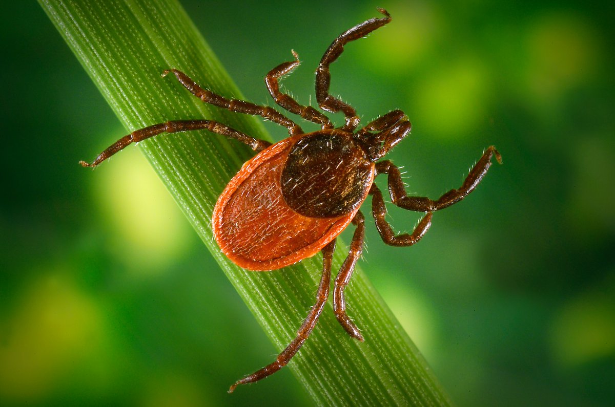 Outdoor workers in most regions of the United States should be extra careful to protect themselves in the spring, summer, and fall when ticks are most active. Ticks may be active all year in some regions with warmer weather. bit.ly/3xFdLvt #LymeDiseaseAwareness