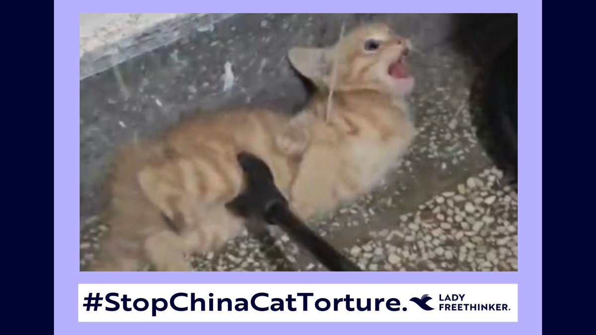 ATTENTION @AmbXieFeng: We are at the Embassy in Washington, DC asking you to use your influence to advocate for cats in China. #Cats have reportedly been tortured and killed on camera in #China for “fun” and profit. Please help #StopChinaCatTorture: ladyfreethinker.org/sign-justice-f…