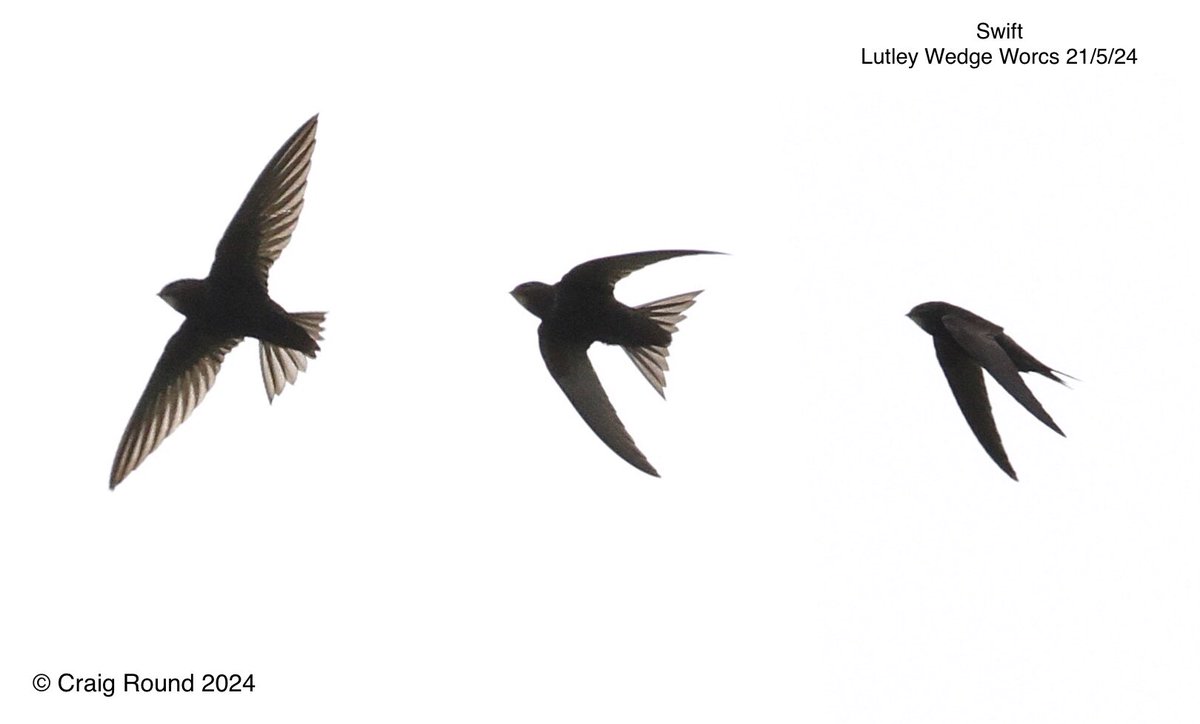 Lutley Wedge Worcs 21/5 ‘Swift shapes’ #CommonSwift #apusapus #saveourswifts @swiftsweek @WorcsBirding