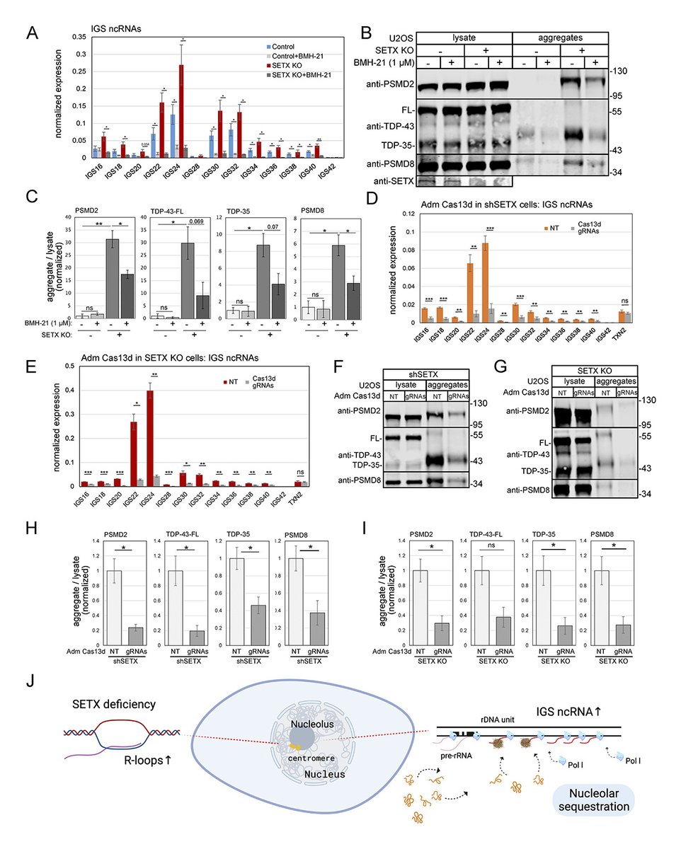 Protein aggregates in Senataxin-deficient cells are driven by RNA POL1 and non-coding RNAs from the rDNA loci. From Wen, Paull et al. @ut_mbs showing that Senataxin deficiency disrupts #proteostasis through nucleolar ncRNA-driven protein aggregation hubs.la/Q02wxMj30