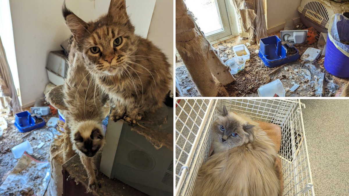 8 abandoned cats were taken into our care after they were found in a filthy property in South Wales last year. The sight and smell of urine and faces throughout the property was the worst our inspector had witnessed in 14 years 😞 Read the full story: bit.ly/3UG9W2X