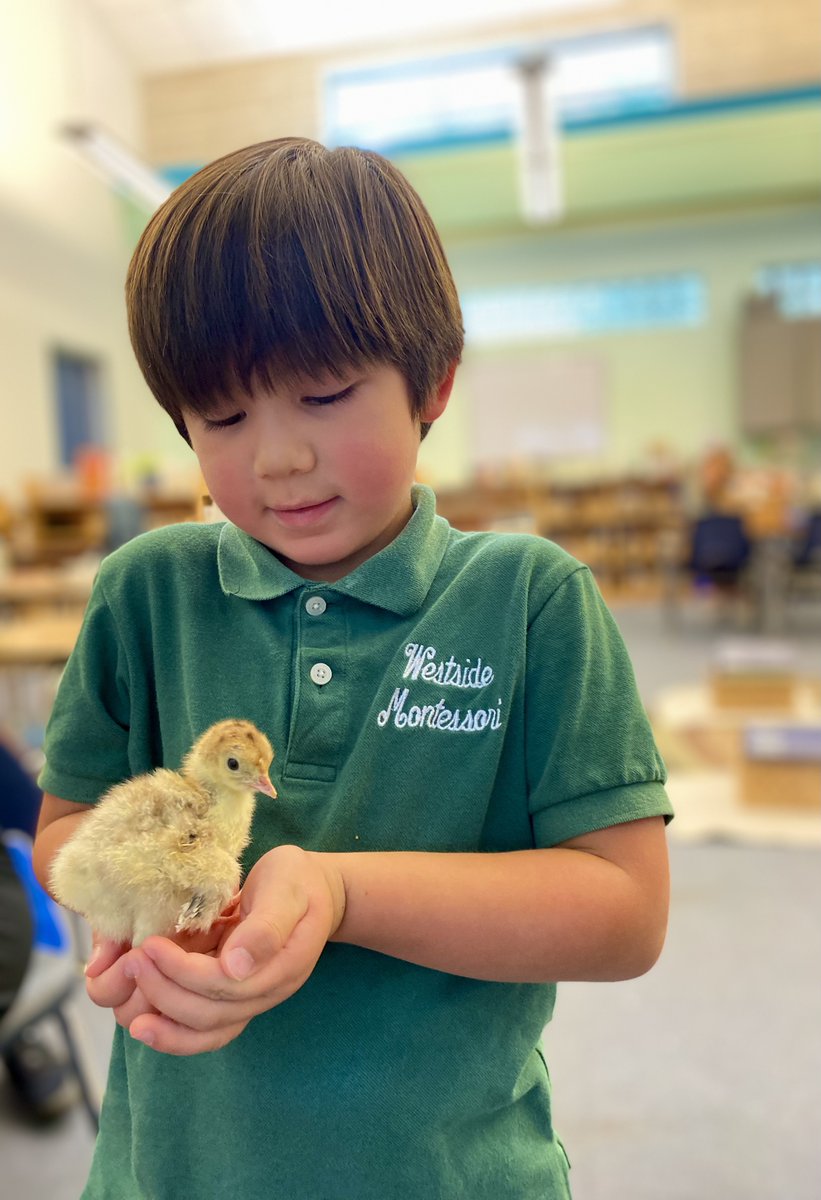 MontessoriHTX's tweet image. 🐣✨ Our #PrimarySchool students had a delightful visit w/the newly hatched #chicks &amp;amp; turkeys raised by our dedicated #LowerElementary #students. 🐥🦃
This hands-on experience taught our little ones about the wonders of life cycles &amp;amp; the importance of caring for living creatures.