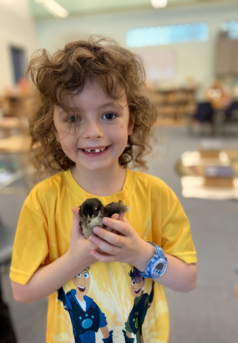 MontessoriHTX's tweet image. 🐣✨ Our #PrimarySchool students had a delightful visit w/the newly hatched #chicks &amp;amp; turkeys raised by our dedicated #LowerElementary #students. 🐥🦃
This hands-on experience taught our little ones about the wonders of life cycles &amp;amp; the importance of caring for living creatures.