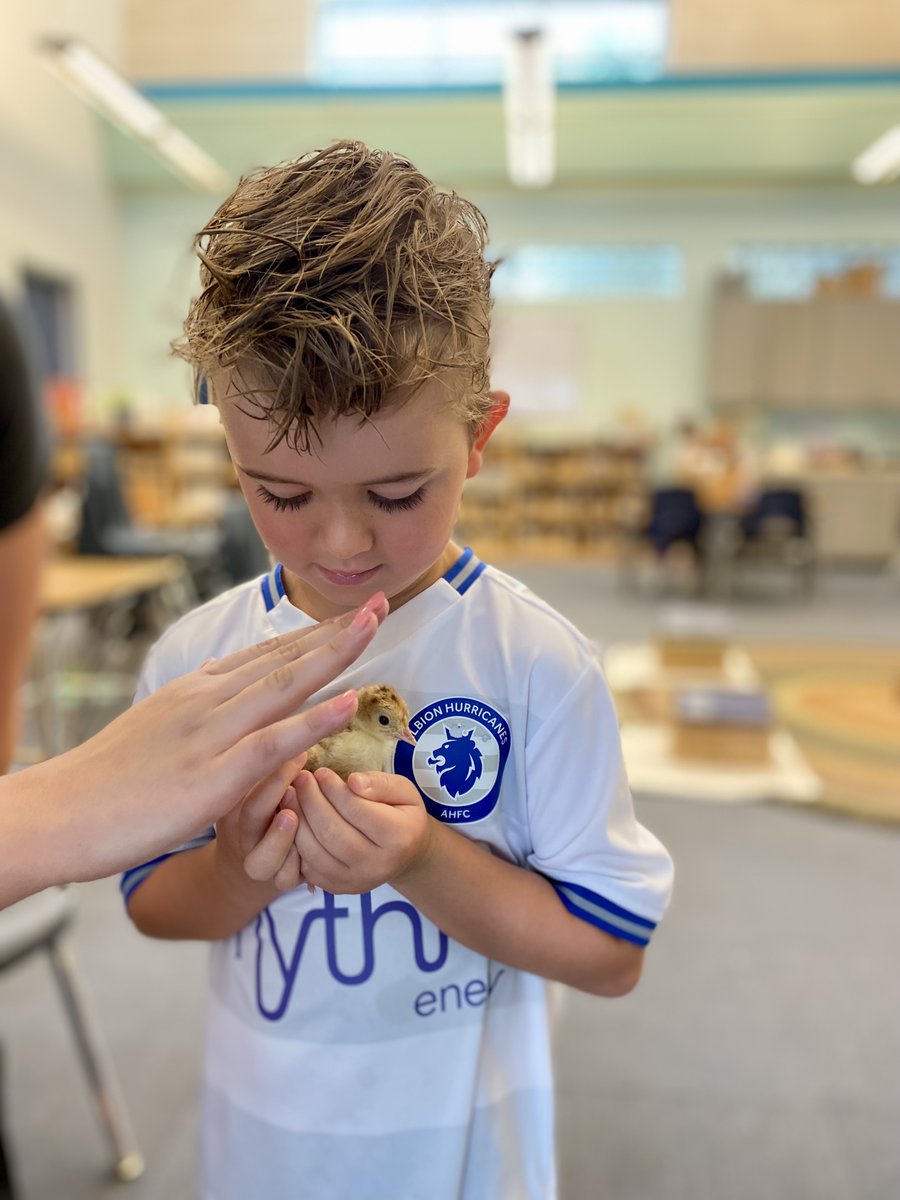 MontessoriHTX's tweet image. 🐣✨ Our #PrimarySchool students had a delightful visit w/the newly hatched #chicks &amp;amp; turkeys raised by our dedicated #LowerElementary #students. 🐥🦃
This hands-on experience taught our little ones about the wonders of life cycles &amp;amp; the importance of caring for living creatures.