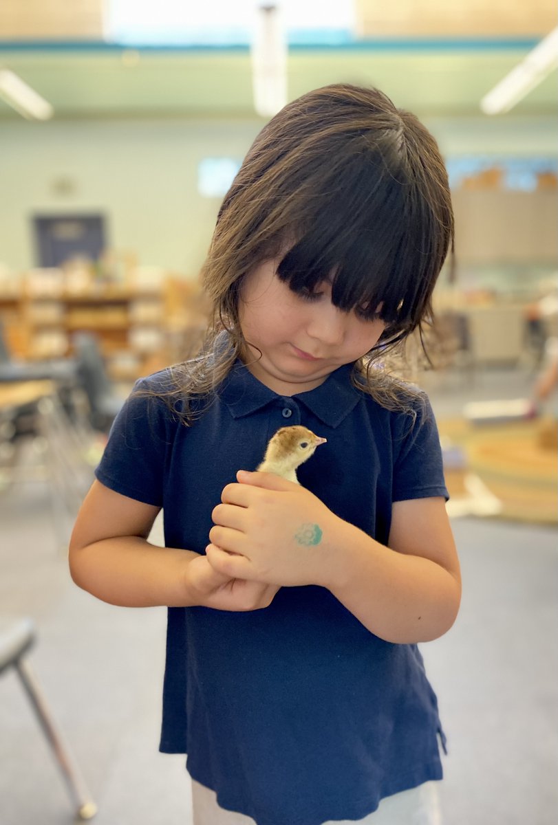 MontessoriHTX's tweet image. 🐣✨ Our #PrimarySchool students had a delightful visit w/the newly hatched #chicks &amp;amp; turkeys raised by our dedicated #LowerElementary #students. 🐥🦃
This hands-on experience taught our little ones about the wonders of life cycles &amp;amp; the importance of caring for living creatures.