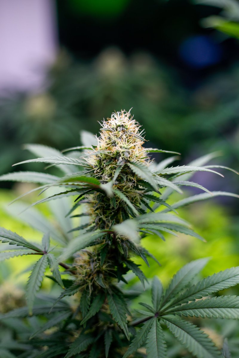 bsfseeds tweet media