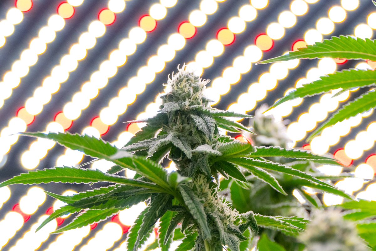 bsfseeds tweet media
