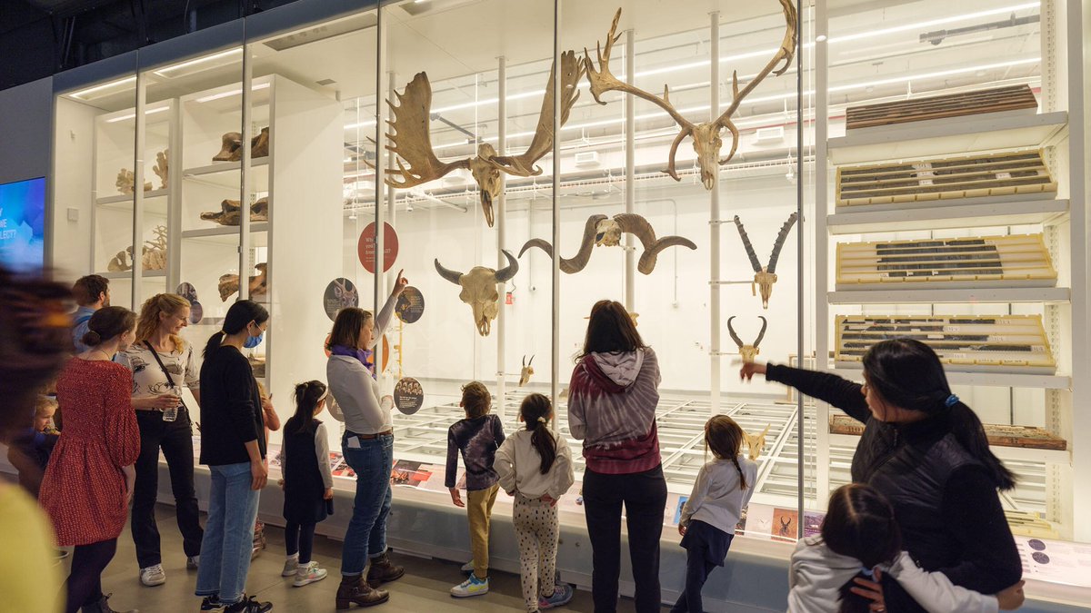 Research alert! The evolutionary origins of mammalian headgear—from the velvet-covered growing antlers of a deer to the curled keratin-sheathed horns of a ram—have long puzzled scientists. However, a new study led by Museum Research Associate Zachary Calamari, using