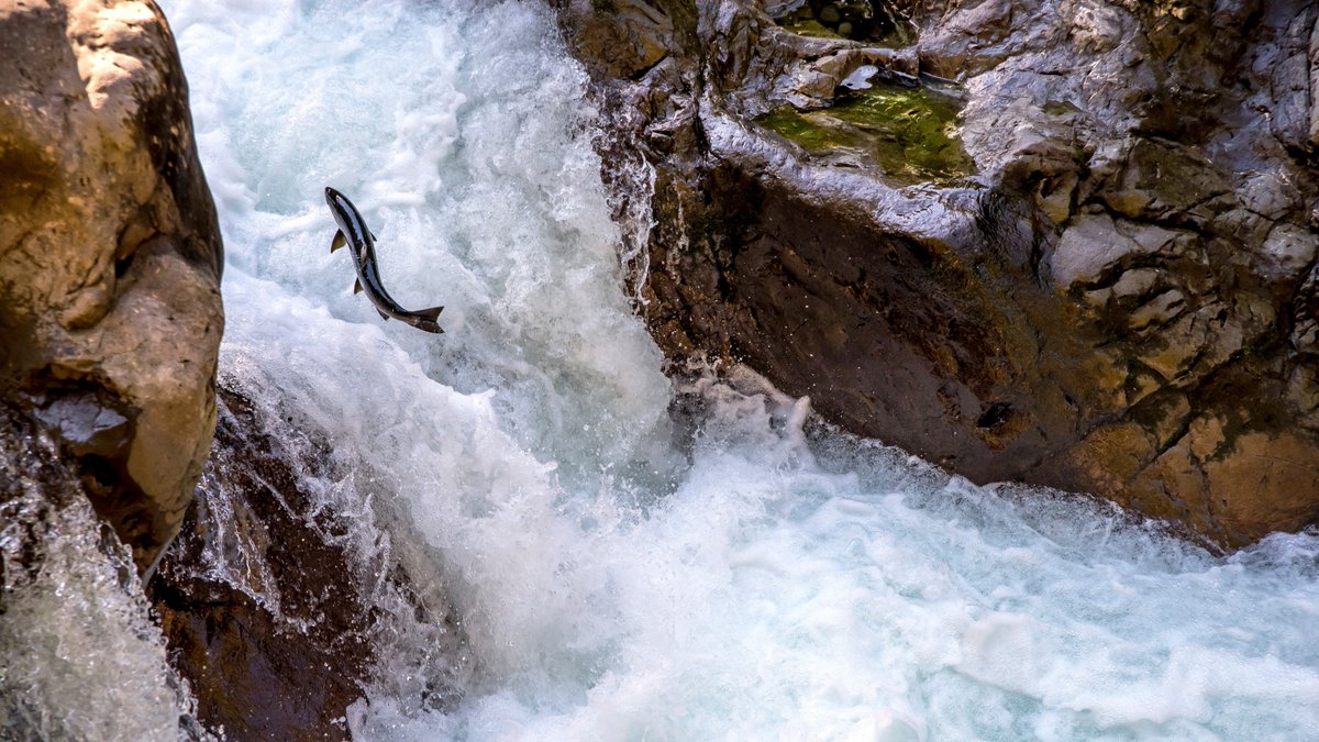 NOAAFisheries's tweet photo. We're recommending nearly $240 million in funding for 46 fish passage projects to reopen migratory pathways, restore access to habitat, and build tribal capacity for fish passage efforts under the Bipartisan Infrastructure Law and Inflation Reduction Act: https://t.co/0G2W4YvQrb https://t.co/jlV0L0nAAu