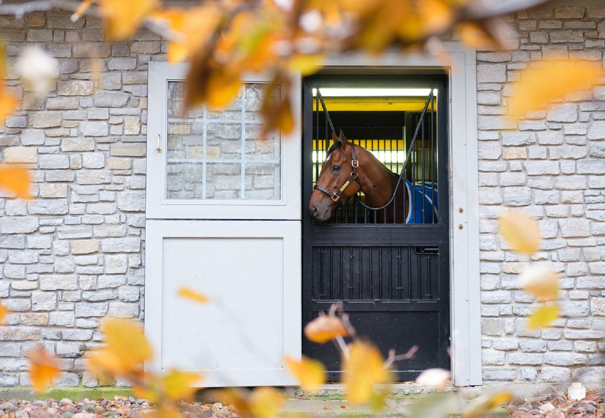 Practical Joke Offerings In Demand at Fasig-Tipton Midlantic. The sire of the fourth most expensive juvenile at this week’s Fasig-Tipton Midlantic 2-Year-Olds In Training Sale, Practical... bit.ly/3WN7JWj