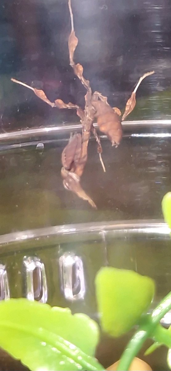 Lilly_Creatures's tweet photo. George was very excited to attend the 37th British Tarantula Society show last Sunday. He is now the proud owner of a jumper spider, praying mantis and tarantula!! @StBernsPrimary #minientomologist #lotsoflegs #spiderkeeper #prayingmantis https://t.co/n1TX47ylS1