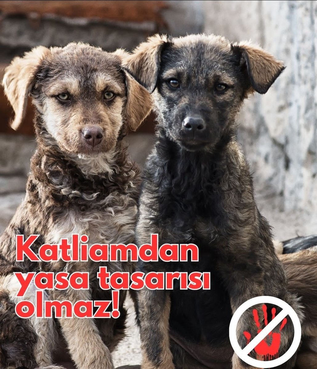 CanoDuman's tweet photo. #Hayvanlaryaşamakistiyor #hayvandegiluretimsorun #Hayvanlaradokunmayın #HayvanlarSahipsizDeğil https://t.co/oWHc00QL1g