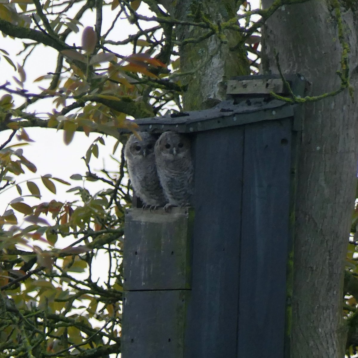 davidgcarter7's tweet photo. Young Tawny Owls in our neighbours garden box this evening. https://t.co/v8uyrGEyi0