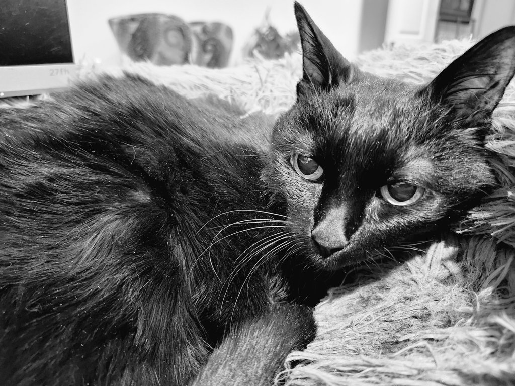 Please put paws in for my sisfur, Pinot. She is 19 and hasn't been eating. She has a mass at the base of her tail, and we are waiting for ultrasound results. Staff is beside herself with worry.

#PawPower #NaughtyPetsClub #CatsOfTwitter #BlackCats #SuperSeniorCatsClub