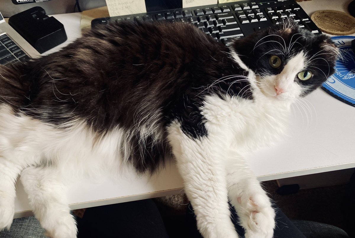 My co-worker is being very catty today. #CatExecutiveOfficer