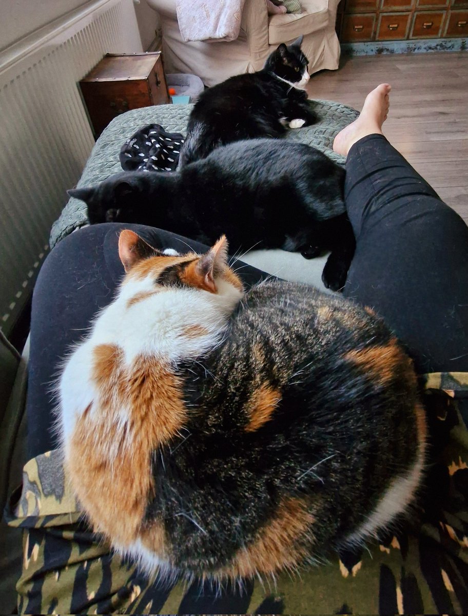 Drie op een rij 😅😍 #catsarefamily #catsonX #CatsofX