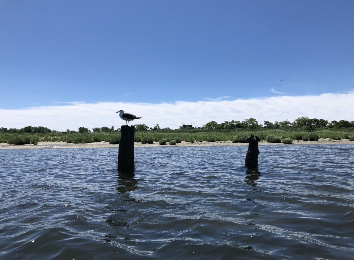 woodsCommaEl's tweet photo. @north0fnorth Formerly heavily industrialised, the bay was once planned for a large natural port however its marshlands have undergone extensive restoration and is an important migratory route especially for birds https://t.co/UMObvcjvk2