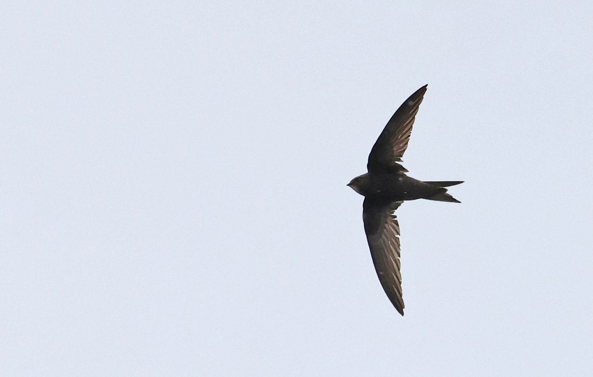 One of 20+ Swifts at Rye Meads. @RSPBRyeMeads @Natures_Voice @Hertsbirds