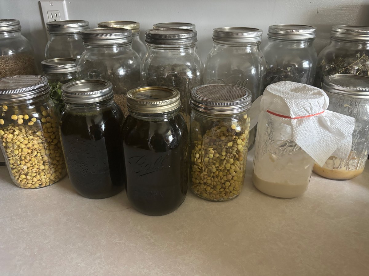 So many jars of “things”. Dried herbs, lentils for fodder, nettle infusions, bacon grease and sourdough starter.