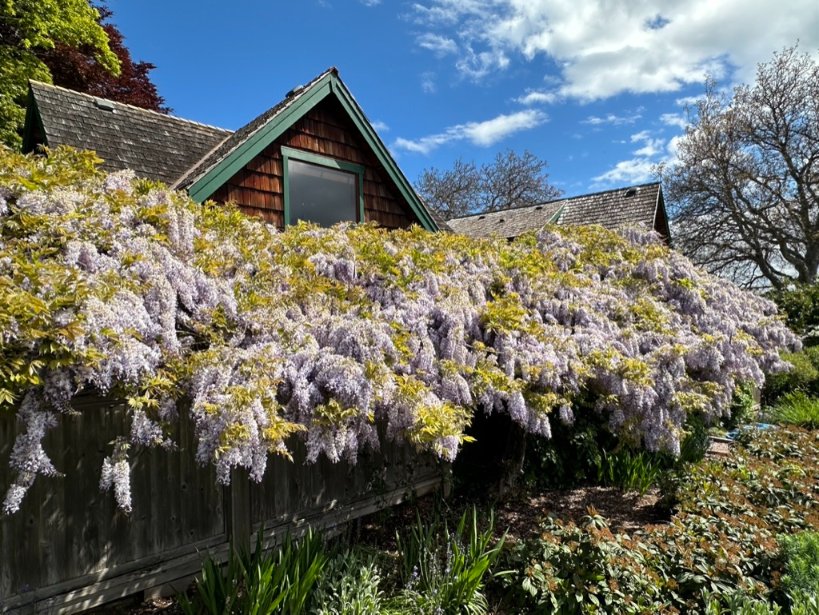 I swear the vegetation gets lusher with every Spring as CO2 is replenished in our atmosphere, oceans, and lakes. Remember, every molecule of CO2 we emit came from the atmosphere and the oceans in the first place. This is all you need to know to be certain the "Climate Crisis" is