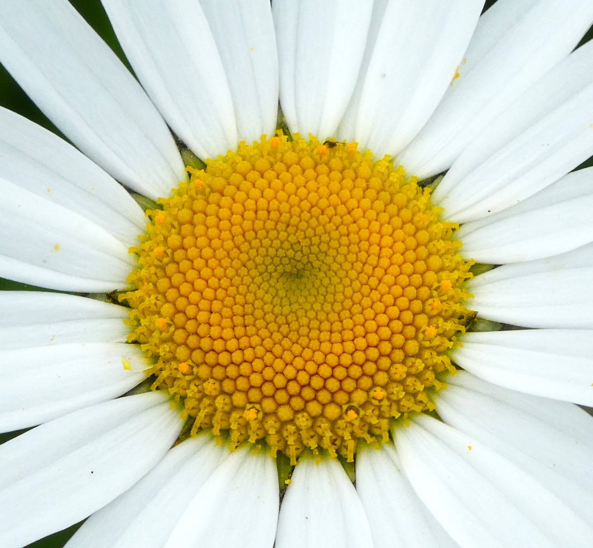 Fibonacci spiral at the heart of a ox-eye daisy🌼 Daisy comes from Old English 'dæges éage' - 'day's eye' - describing how the sun-disk at its centre is concealed in the evening & the white ray florets open to reveal it in the morning☀️